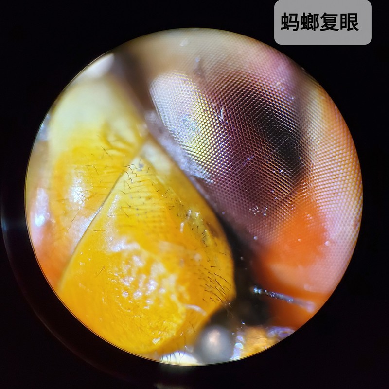 蜻蜓