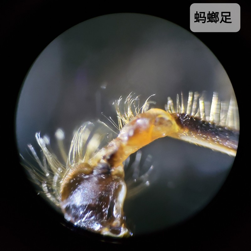 蜻蜓