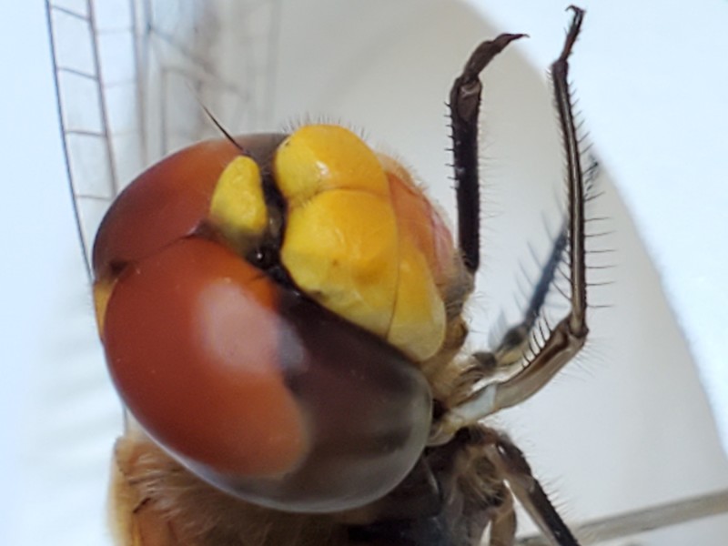 这张是手机拍的